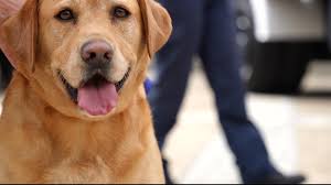 Na Segunda Edição da Expo Animal Solidária, vivemos momentos que ficarão  para sempre nos nossos corações 💙🐾, 🐶🐱 Muito obrigado a todos os que  participaram, apoiaram e tornaram este dia possível!