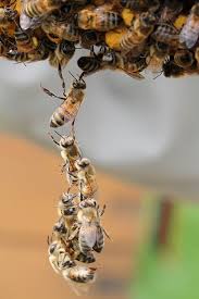 Is7d10152 Bee Keeping Bee Swarm Honey Bee