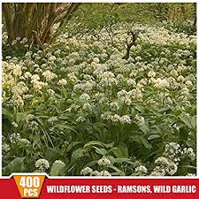 Lee harper & joyce l. Buy 400pcs Pack Wild Garlic Blubs Wildflower Seeds Ramsons Allium Ursinum Seeds New Online In New Zealand B07kx51s72