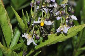 Image result for Solanum schumannianum