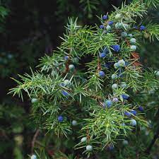 Trova una vasta selezione di ginepro a prezzi vantaggiosi su ebay. Ginepro Juniperus Communis Andare A Tartufi Shop