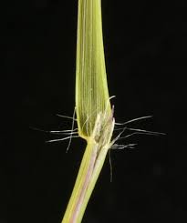 Image result for Sporobolus sanguineus