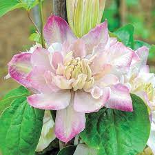 We did not find results for: Innocent Blush Clematis Spring Hill Nursery