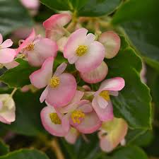 Image result for Begonia kisuluana