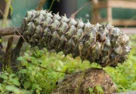 Image result for Zamiaceae