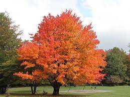 Check spelling or type a new query. Sugar Maple Trees For Sale Online Choose Your Sugar Maple Plant