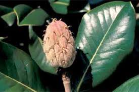 Velg blant mange lignende scener. Southern Magnolia