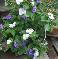 Image result for Brunfelsia australis