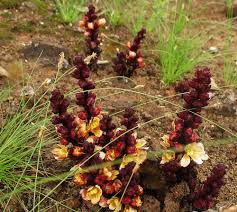 Image result for Alectra orobanchoides