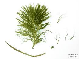 Image result for Ceratophyllum submersum