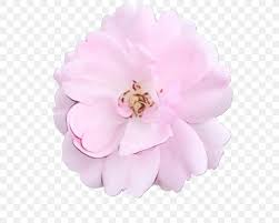 Find images and videos about pink flowers and aesthetic on we heart it the app to get lost in what you love. Cabbage Rose Pastel Pink Flowers Png 656x656px Cabbage Rose Aesthetics Chinese Peony Color Floral Design Download