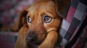 Why Do Dogs Whine At Night The Canine Expert