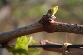 Jordan vineyard manager dana grande discusses the exciting springtime occurrence of vineyard flowering (bloom) in this wine education video. Lifecycle Of A Grapevine Iowa Wine Growers Association