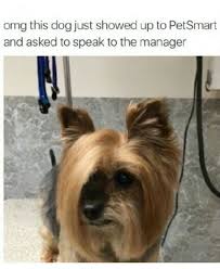 I D Lie To Speak To The Manager Haircut Funny Animal Pictures Funny Animals Animal Memes