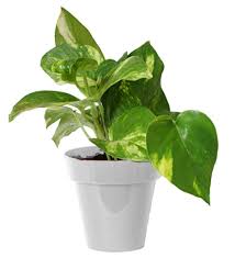Do not let the plant sit in water or overly soggy soil. Buy Natural Money Plant In Small White Colorista Pot By Rolling Nature Online Natural Plants Natural Plants Home Decor Pepperfry Product