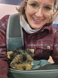 Finding and keeping yorkie baby teeth