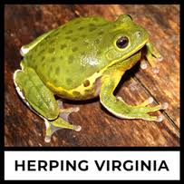 Image result for Lepidagathis eriocephala