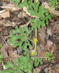 Image result for Eureiandra sp. A