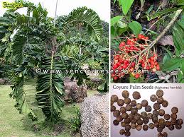 Image result for Aiphanes horrida