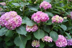 Maybe you would like to learn more about one of these? How To Replant Your Florist S Hydrangeas Horticulture