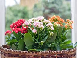Image result for Kalanchoe