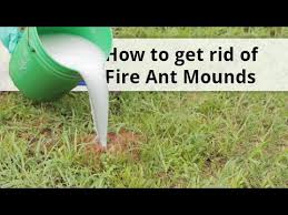 Fire ants are the worst. How To Get Rid Of Fire Ant Mounds Video Domyown Com