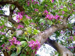 Florida Orchid Tree Orchid Tree Orchids Florida Flowers