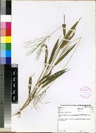 Image result for Digitaria velutina