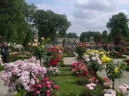 Rosechat Gardenchat Rose Trees Beautiful Gardens Garden Images