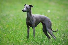 This subreddit is about italian greyhounds and those of use that have no choice to but love them r/dogs : Stupor Mundi Italian Greyhounds Stupor Mundi Norin The Queen