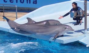 Those working in museums, historical sites and institutes that contain dolphins made a mean salary of $33.25 per hour or $69,150 per year, which was on the lower half of the national scale. How To Become A Dolphin Trainer
