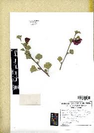 Image result for Cienfuegosia digitata