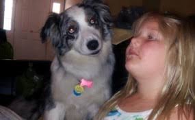 Rescue Traps a Wild Dog