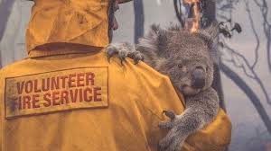 Los incendios forestales en australia son también una catástrofe a nivel ecológico. Millones De Animales Mueren Carbonizados En Australia A Causa De Incendios Forestales Vive Azuay