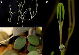 Image result for Ceropegia meyeri-johannis