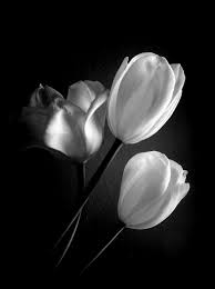 Maggiori informazioni sui contatti della biblioteca: Stampe Artistiche Quadri E Poster Con Bianco E Nero Fiori E Piante Hotel Luce Primi Piani Tre Tulipa Tulipani Ufficio La Luce Dentro