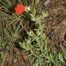 Image result for Rytigynia sp. M