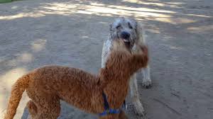 Discover (and save!) your own pins on pinterest Irish Wolfhound Poodle Mix Woodle Shop For Your Cause