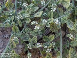 Image result for Heliotropium supinum