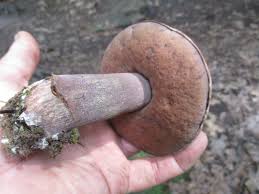 Image result for Sutorius eximius