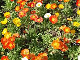 Image result for Papaveraceae