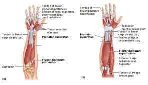 The forearm is the region of the upper limb between the elbow and the wrist. Muscles Of The Forearm