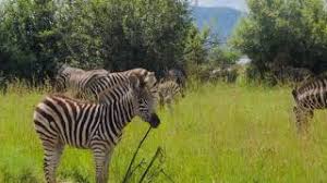 Subscribe now to catch all the latest episodes of aired on star pravah. The Concept Of Absurdity Is Something Im Attracted To Wakapvlog Healing Chinese Fantasy Music Youtube