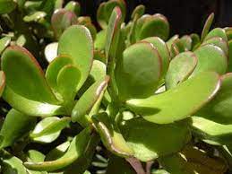 Houseplants That Withstand Drafts And Cold Rooms Jade Plants Indoor Flowering Plants Plants