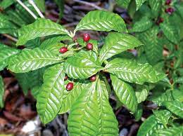 Wake Up And Smell The Wild Coffee That S A Native Florida Shrub Naples Florida Weekly