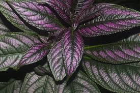 Image result for Strobilanthes