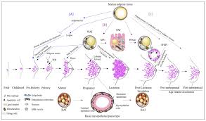 Ijms Free Full Text The Importance Of Breast Adipose Tissue In Breast Cancer Html