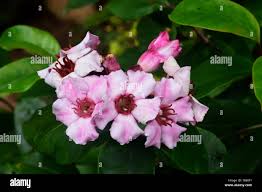 Image result for Strophanthus