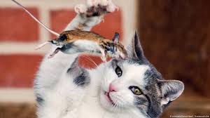 Cats Are Neither Mean Nor Cruel Science In Depth Reporting On Science And Technology Dw 08 08 2018