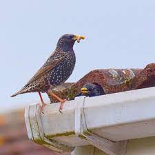 Baltimore, md horizon termite & pest control ben gifford, kozmic pest management inc. Pest Control Management In Baltimore Maryland